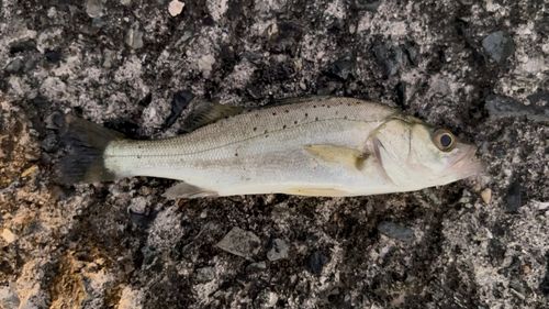 セイゴ（タイリクスズキ）の釣果