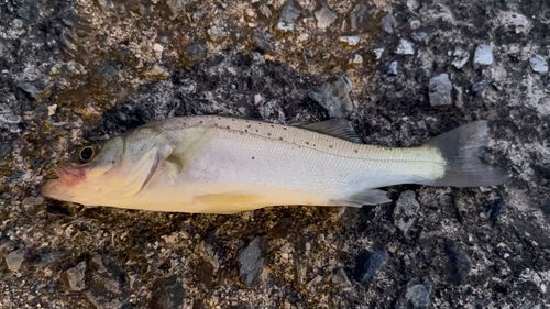 セイゴ（タイリクスズキ）の釣果