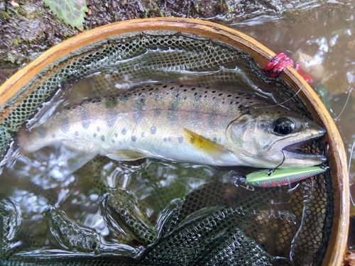 ヤマメの釣果