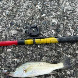 セイゴ（タイリクスズキ）