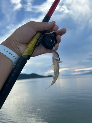 ハゼの釣果