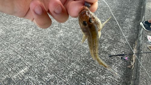 ハゼの釣果