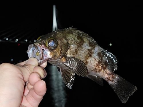 メバルの釣果