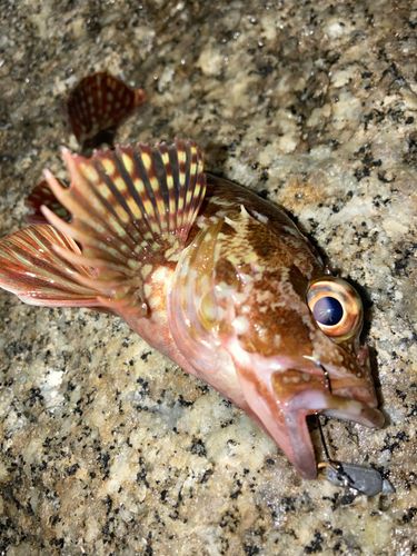カサゴの釣果
