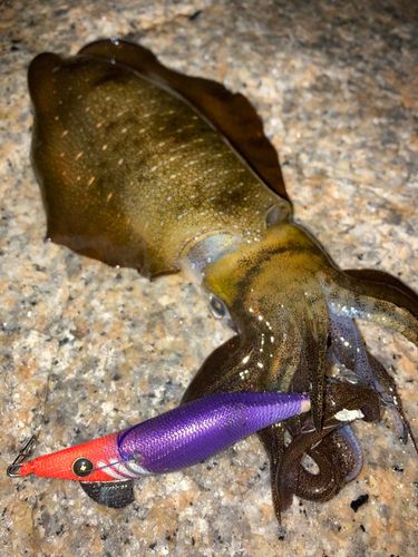 阿賀マリノポリス