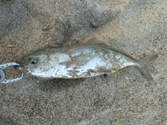 ワカシの釣果