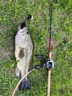 ラージマウスバスの釣果