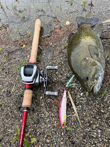 スモールマウスバスの釣果