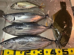 カツオの釣果