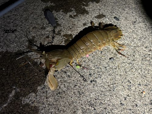 留萌港