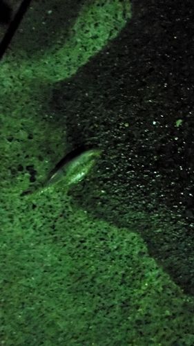 那珂湊港
