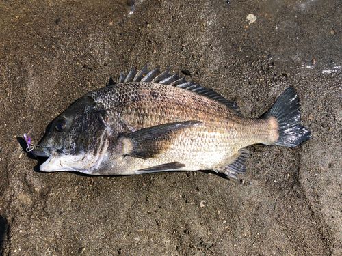 チヌの釣果