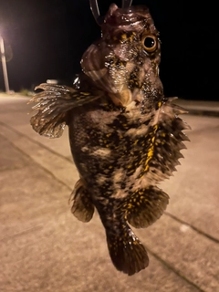 オウゴンムラソイの釣果