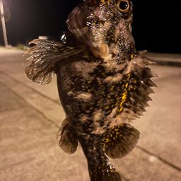 オウゴンムラソイ