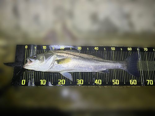涸沼