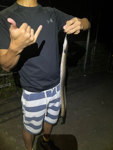ウナギの釣果