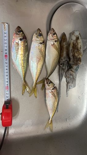 戸坂漁港