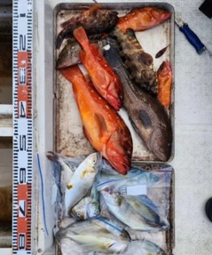 アカハタの釣果