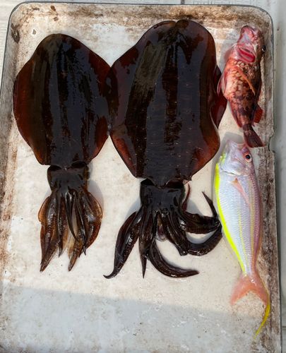 アオリイカの釣果