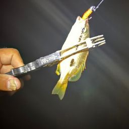 ヨコスジフエダイ