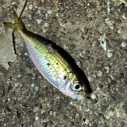 アジ