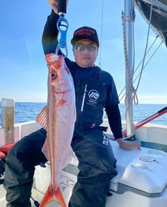 ハチビキの釣果