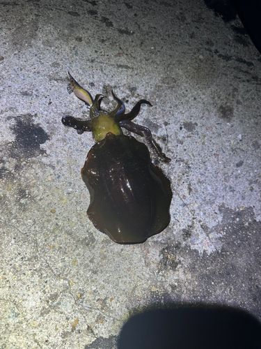 アオリイカの釣果