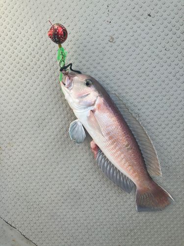 シロアマダイの釣果