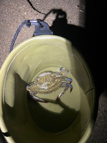 伊勢湾湾奥