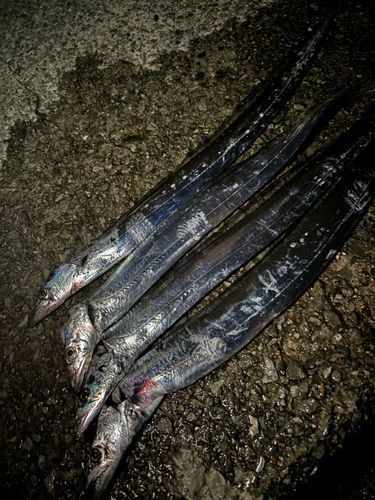タチウオの釣果