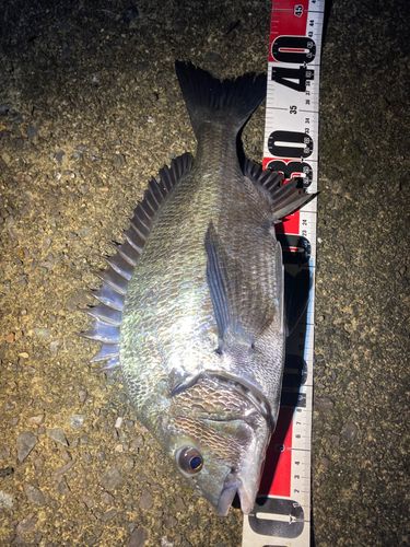 クロダイの釣果