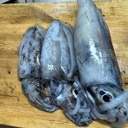 アオリイカ