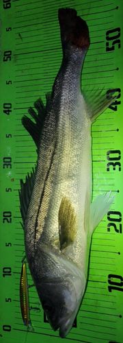 シーバスの釣果