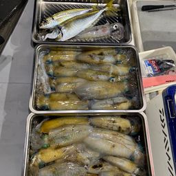 アオリイカ