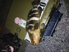 アオハタの釣果
