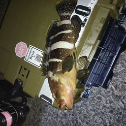 アオハタ