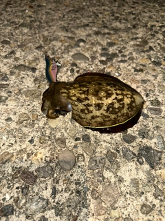 コウイカの釣果