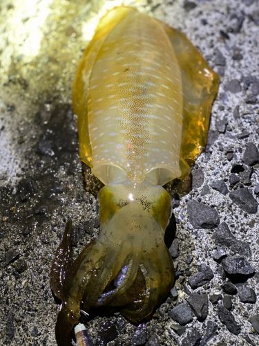 アオリイカの釣果