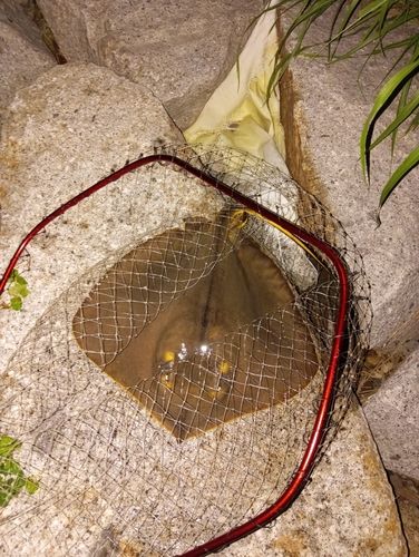 アカエイの釣果