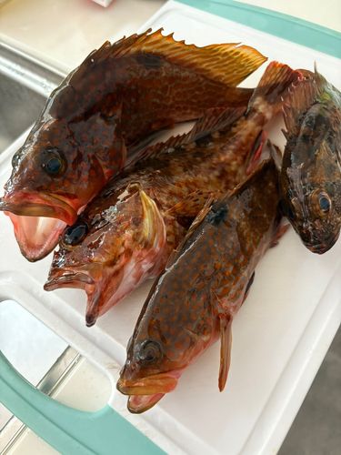 キジハタの釣果