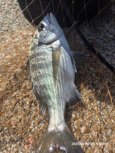 チヌの釣果