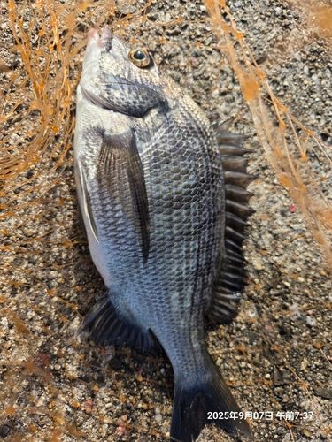 チヌの釣果