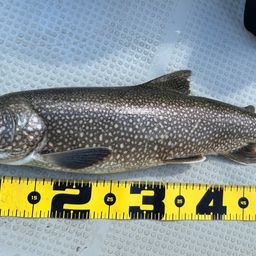 レイクトラウト