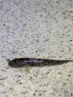 ハゼの釣果
