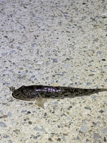 ハゼの釣果