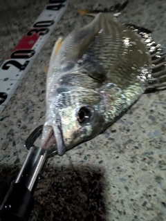キビレの釣果
