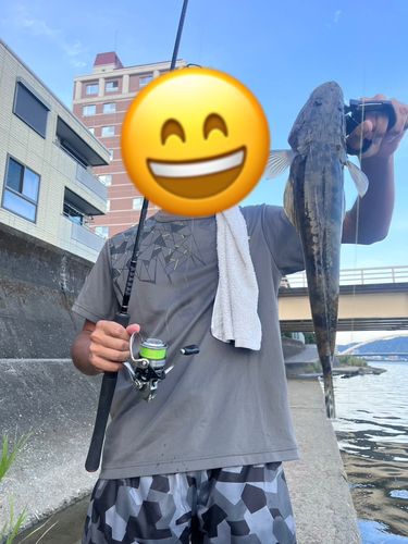 マゴチの釣果