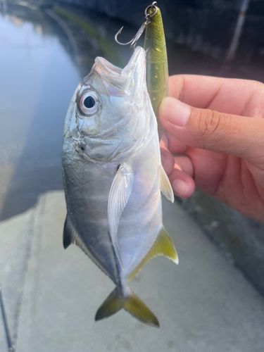 高知県東部