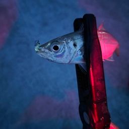 アジ