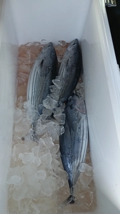 カツオの釣果